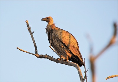 WID_3222.vulture